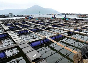  海鮮養殖應用方案